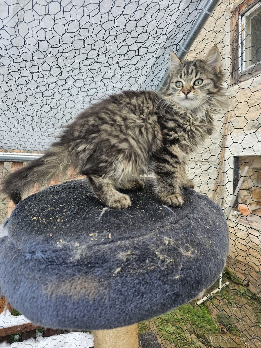 Sibiřská kočka koťátka - 5