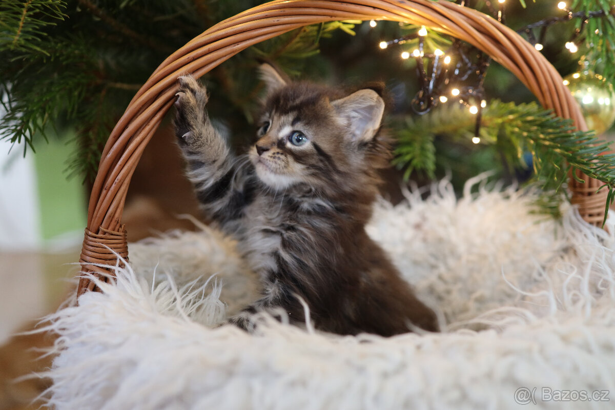 Mainská mývalí s PP - 5