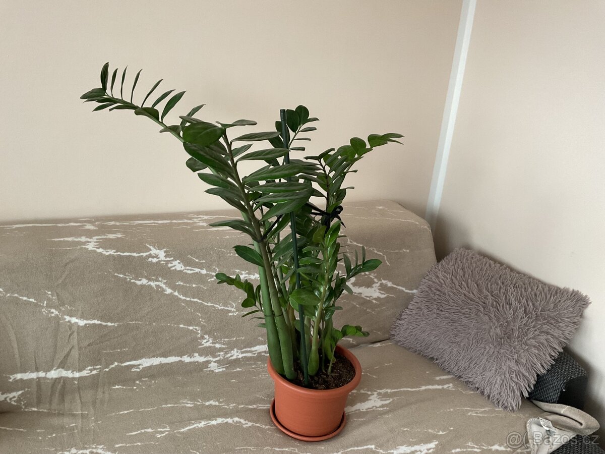 Pokojové rostliny - 5