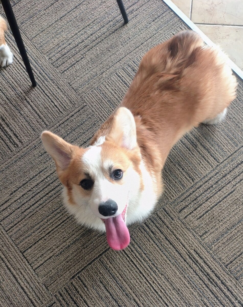 Welsh Corgi Pembroke - 5