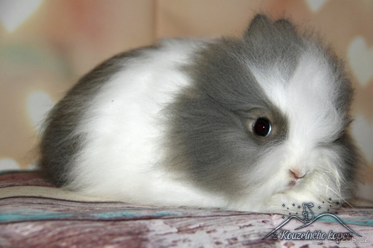 Zakrslí králíčci Teddy s VP_(Vánoční miminka)-doprava po ČR - 5