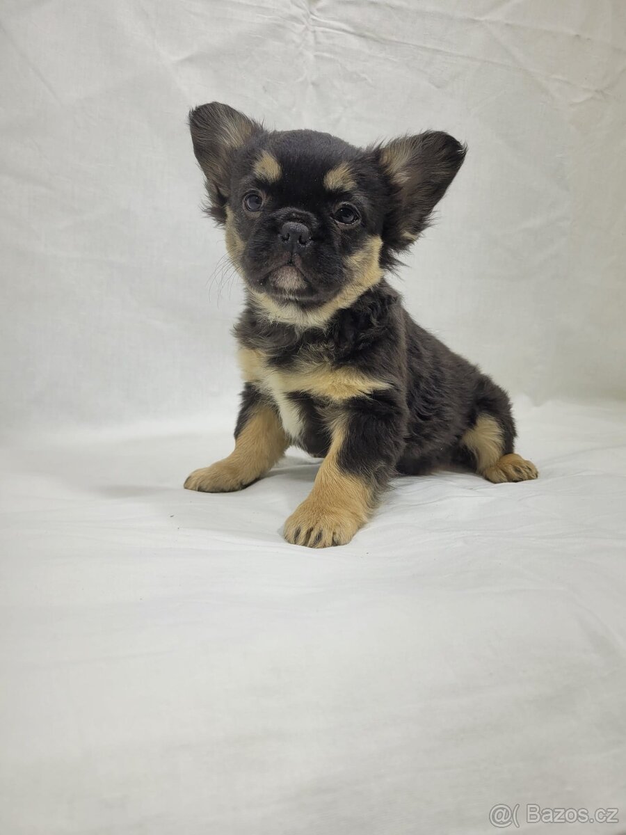 Francouzský buldoček - 5