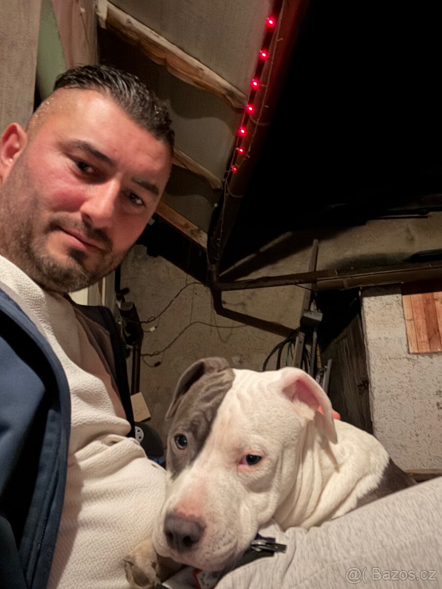 Americké stafford - 5