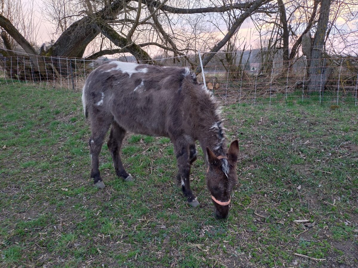 Mula, atraktivní valach - 5