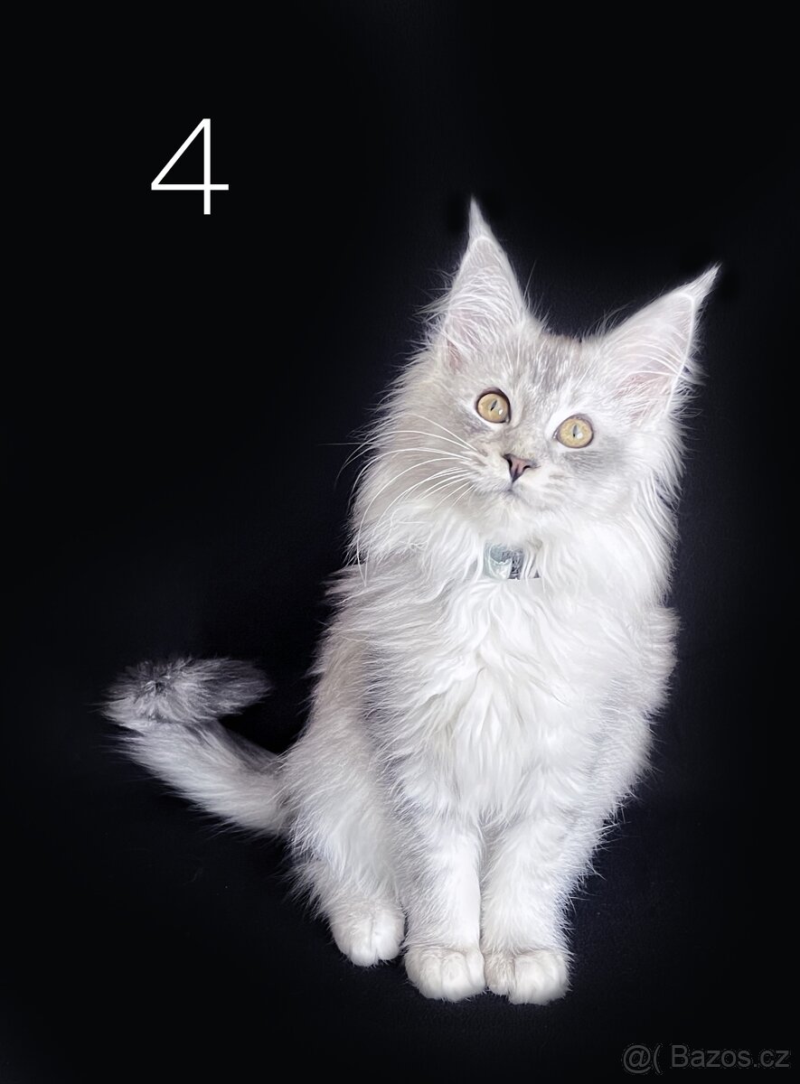 Mainská mývalí koťátka bez PP - 5