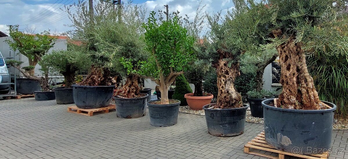 Olivovníky různé velikosti - 5