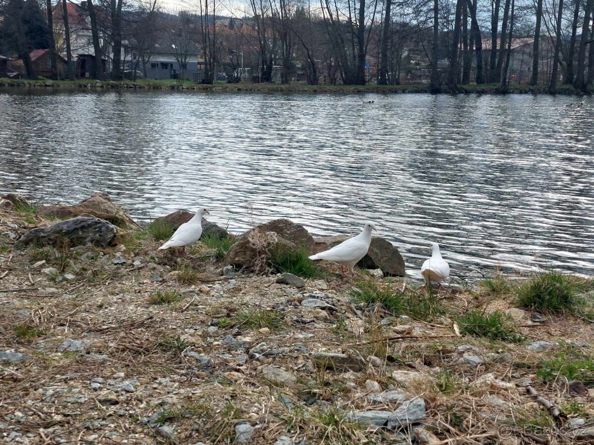 Svatební holoubci, okres Domažlice - 5