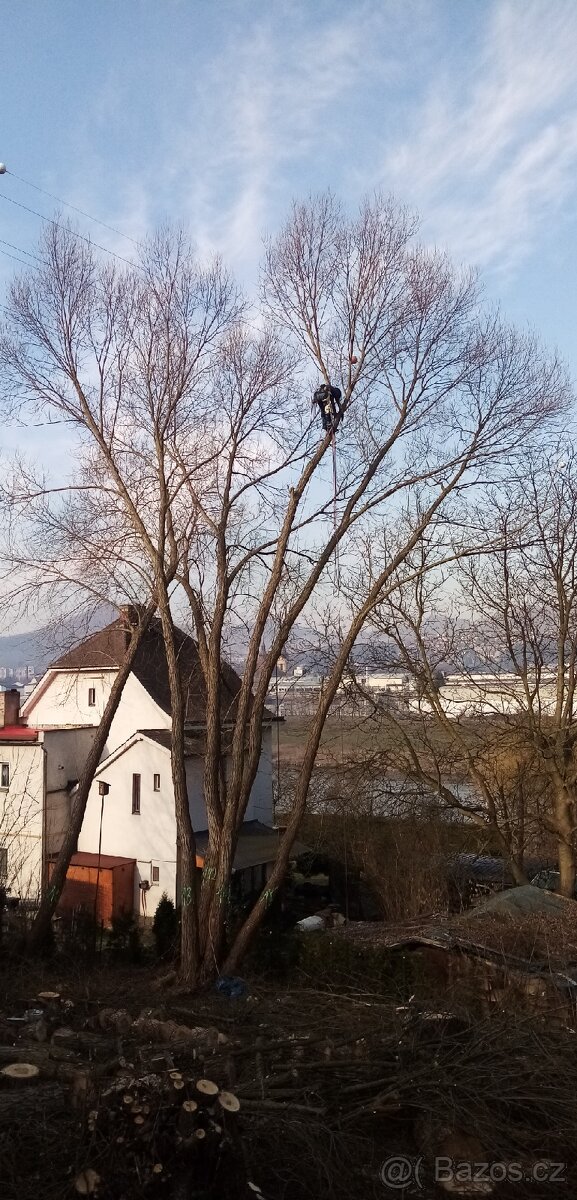 Rizikové kácení a prořez stromů - 5