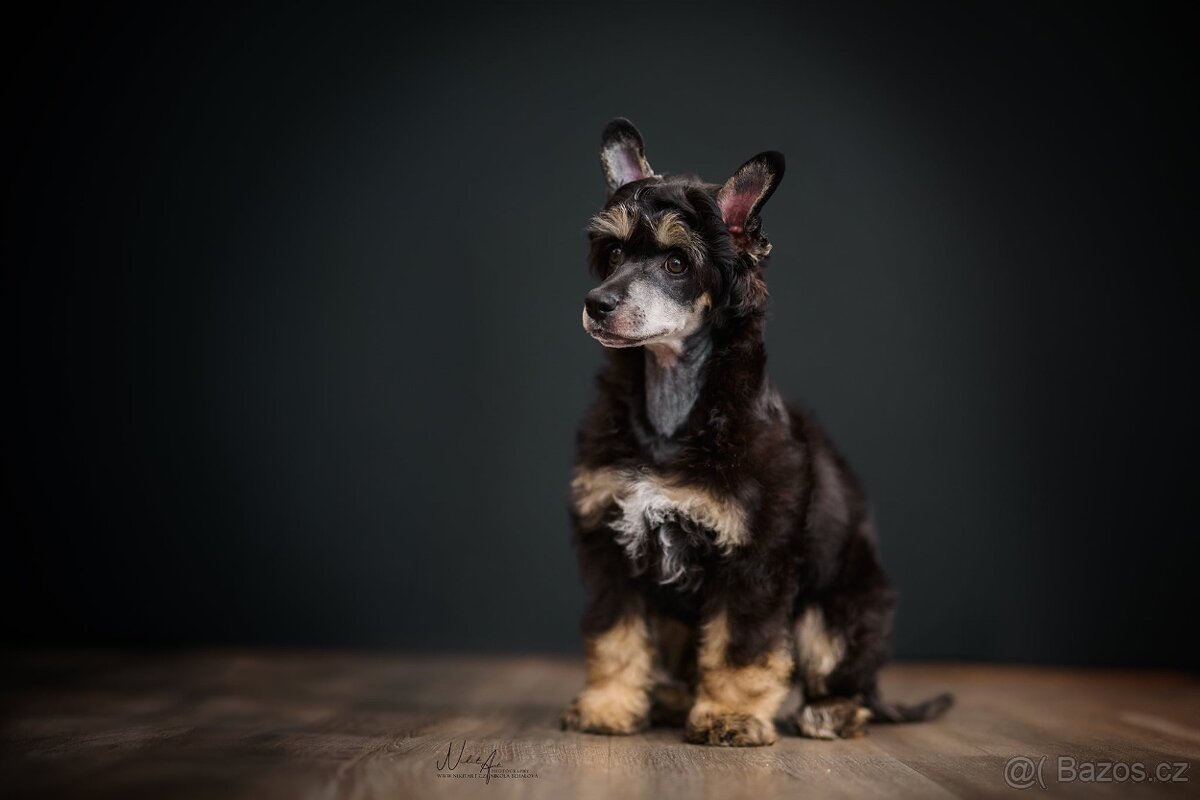 Čínský chocholatý pes / štěně / labutěnka - 5