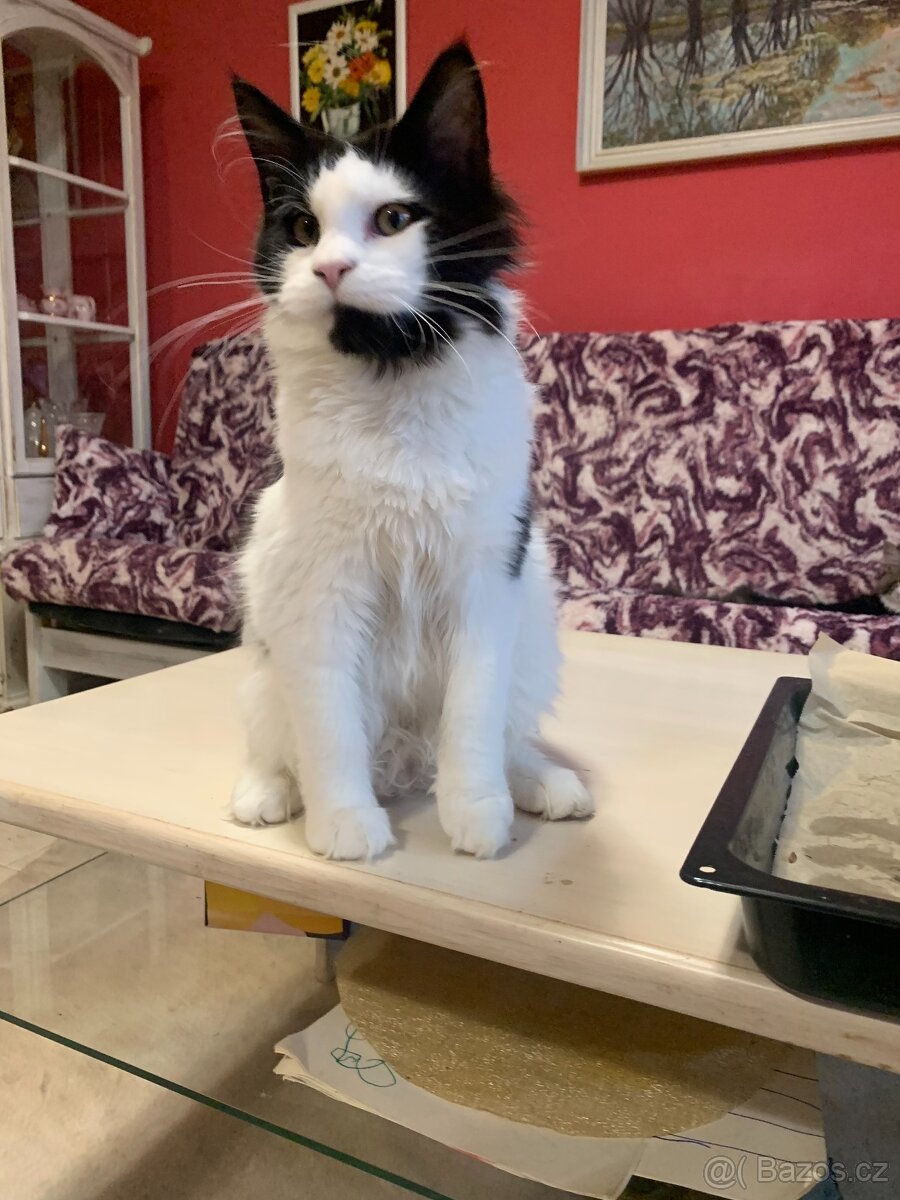 mainská mývalí s PP - 5