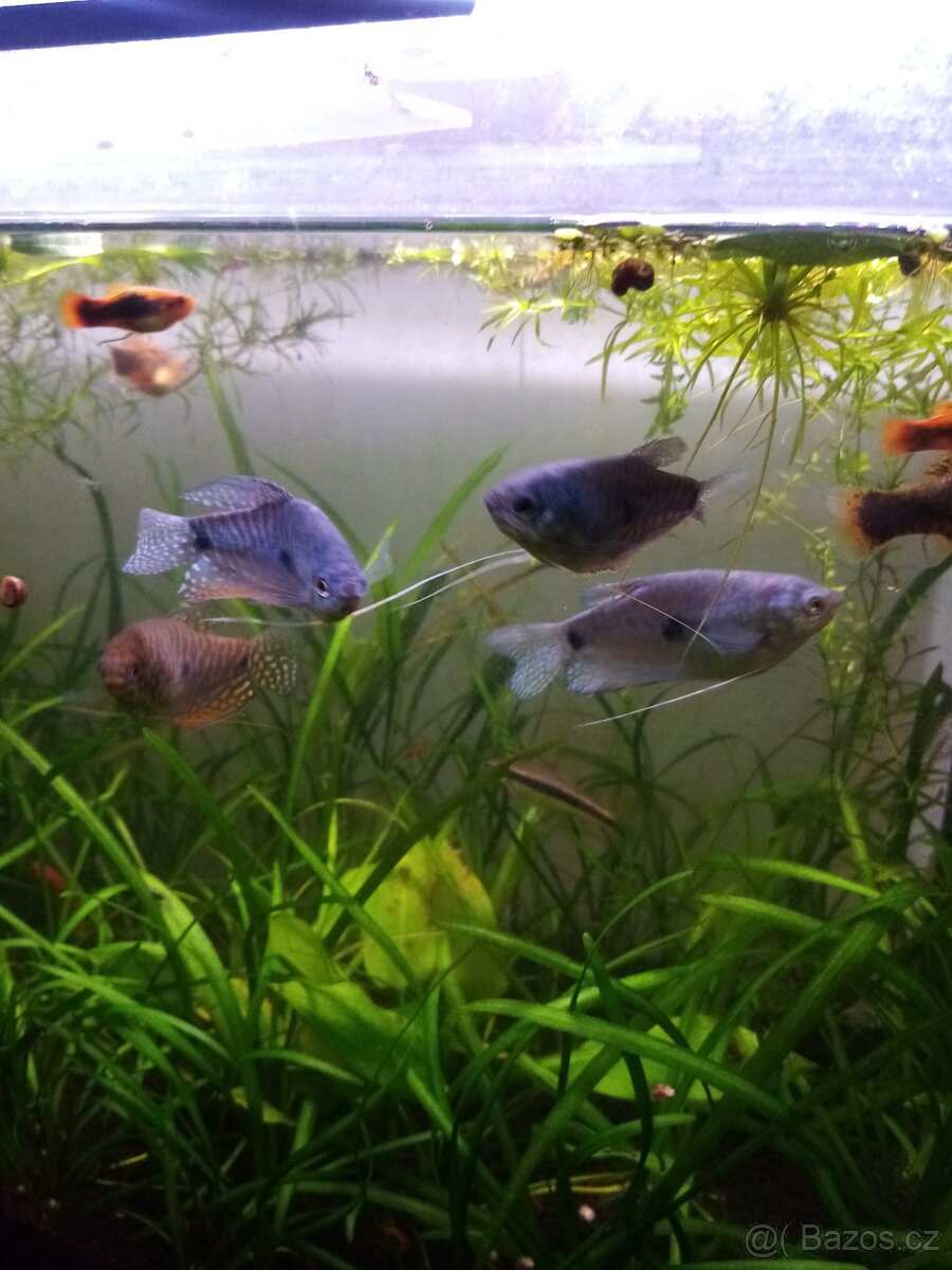 Čichavec šedý (modrý) - 5