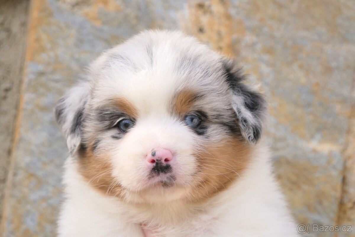 Australský ovčák s PP - 5