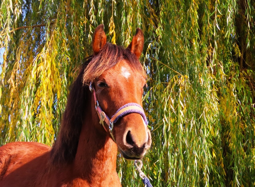 Roční klisnička na prodej - 5