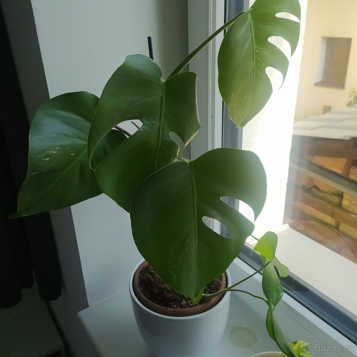 Monstera Albo - 5