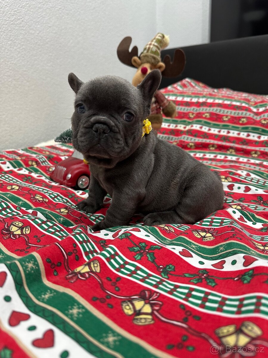 Francouzský buldoček - 5