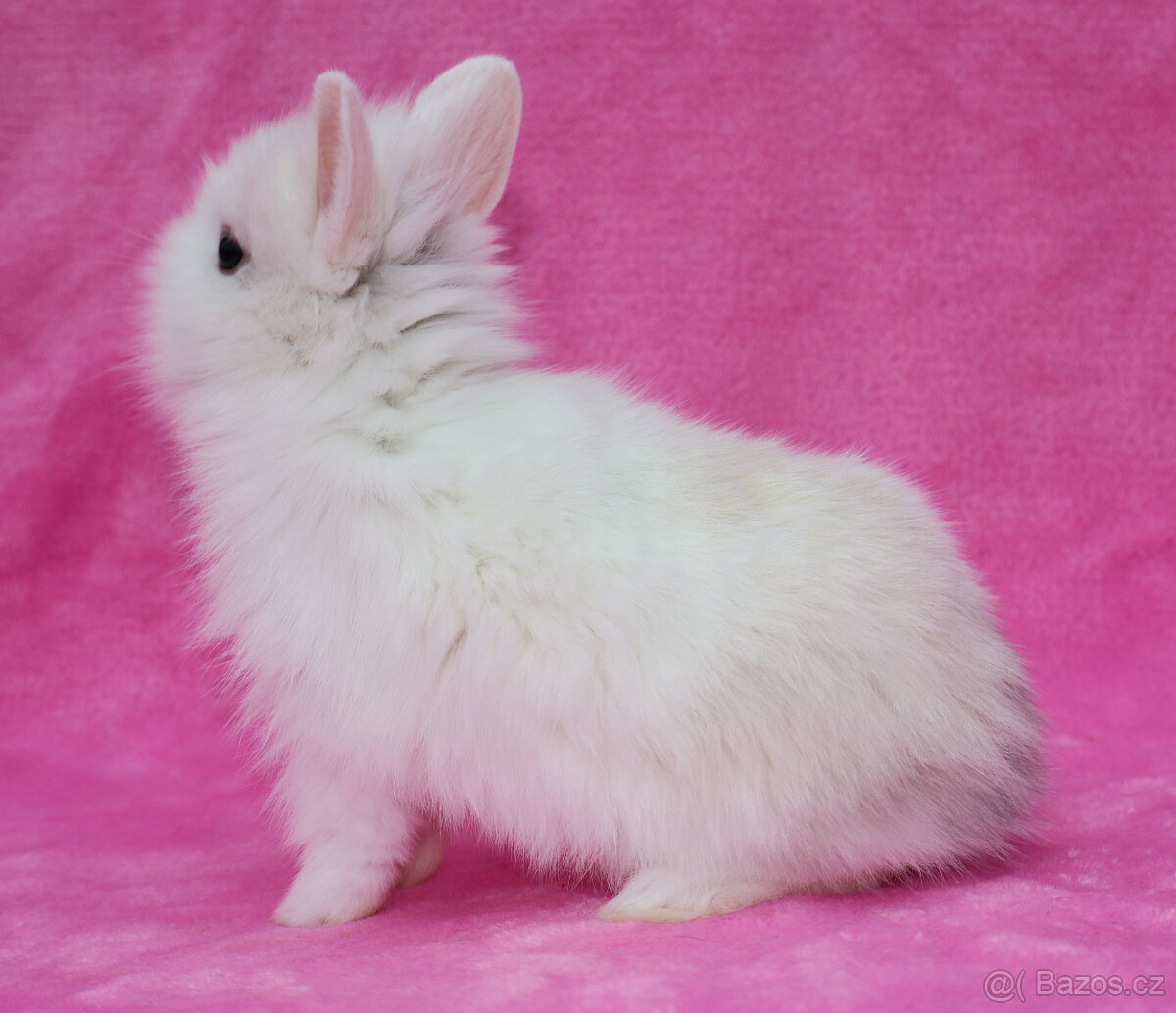 Zakrslý krátkouchý králíček lvíček . Sameček - 5
