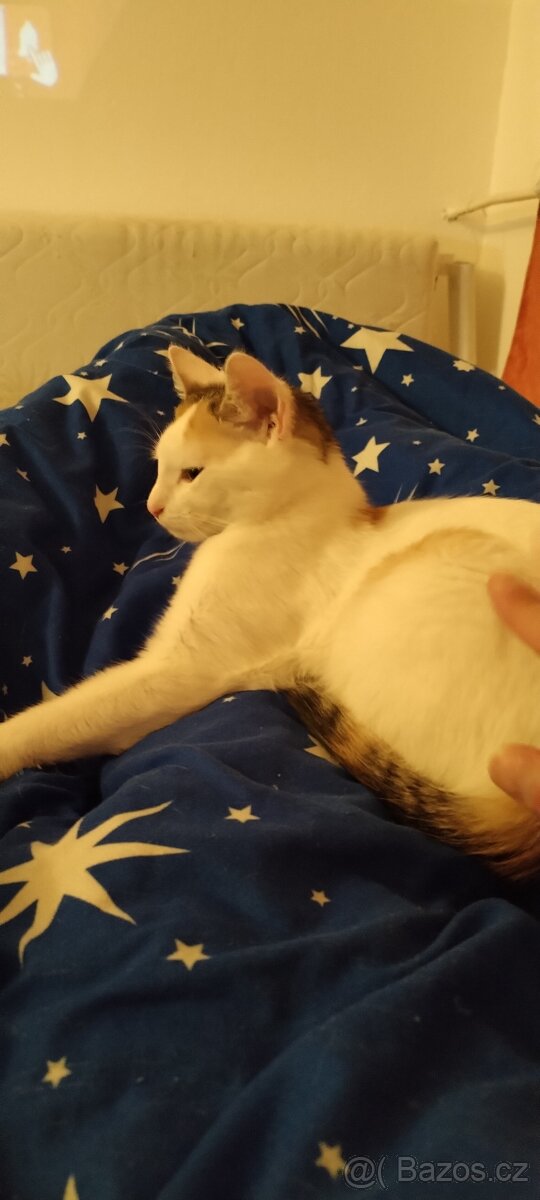 Darují Kočičku - 5