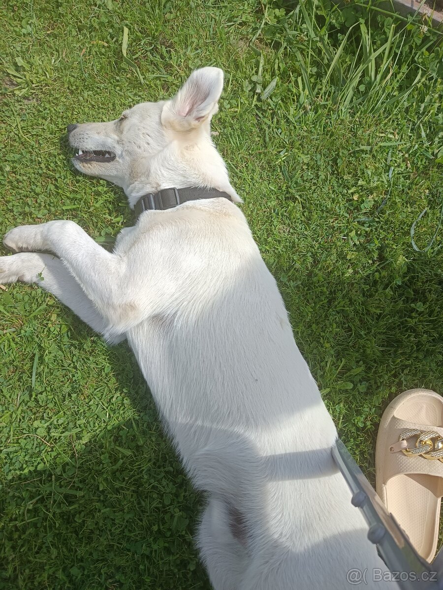 Daruji do drobných rukou - 5