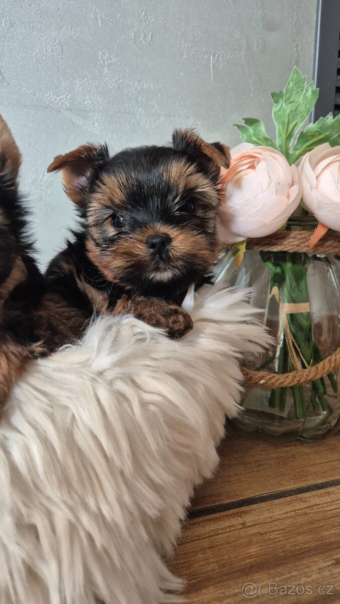 Jorkšírský terier, štěňátka s PP FCI - 5