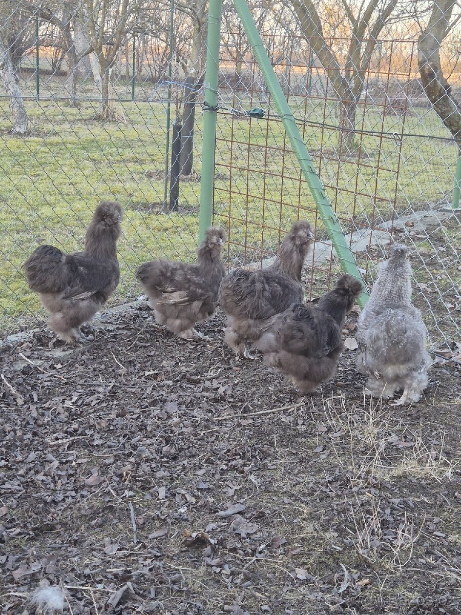 Hedvábnička kohout - 5