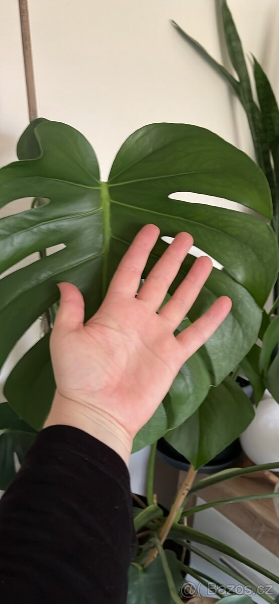 Monstera Teplice rostlina - 5