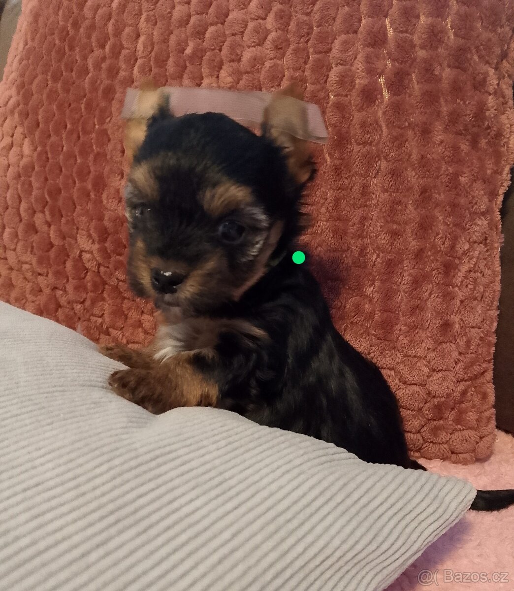 Jorkšírský teriér - 5