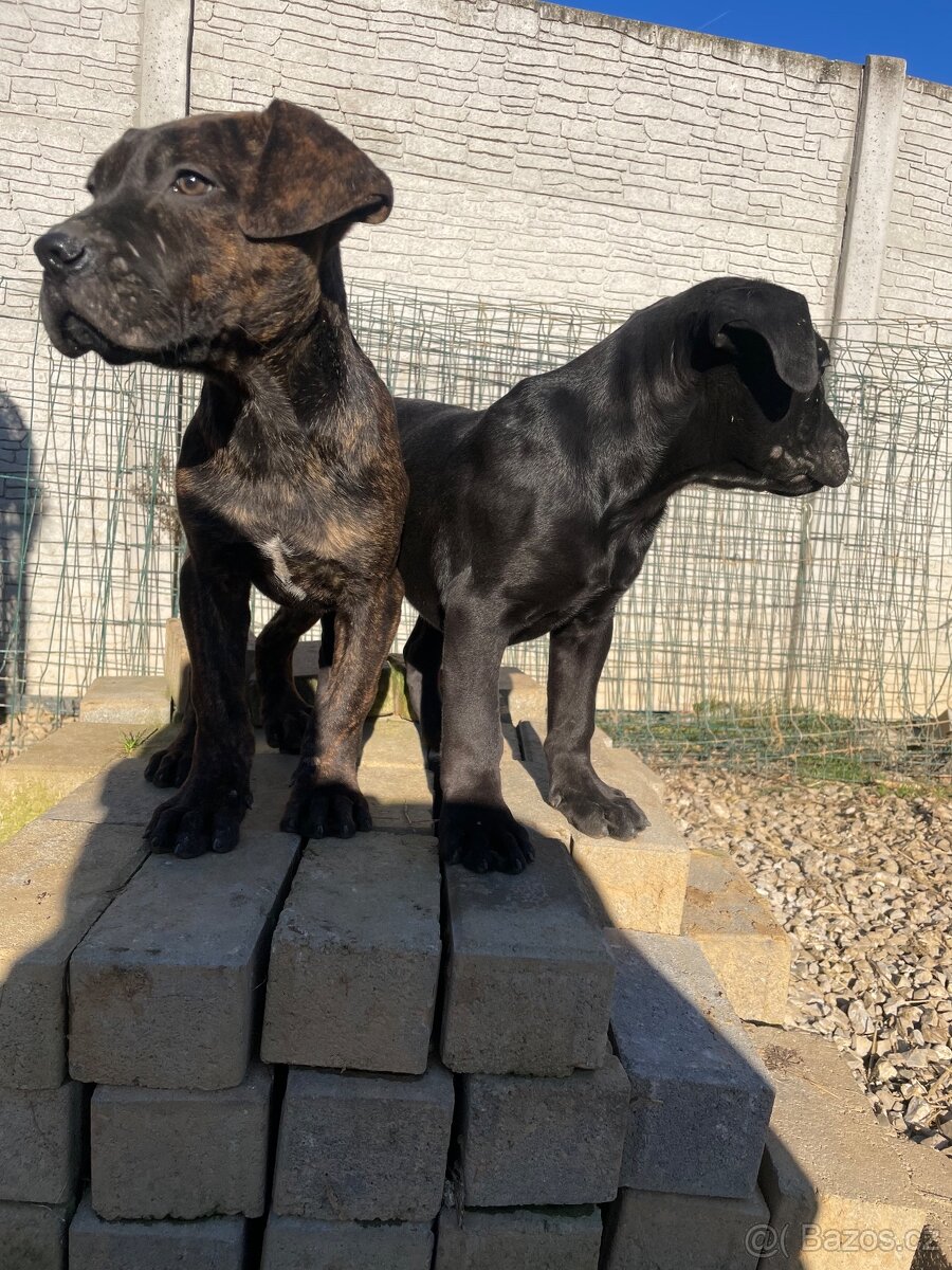 Americký bandog - 5