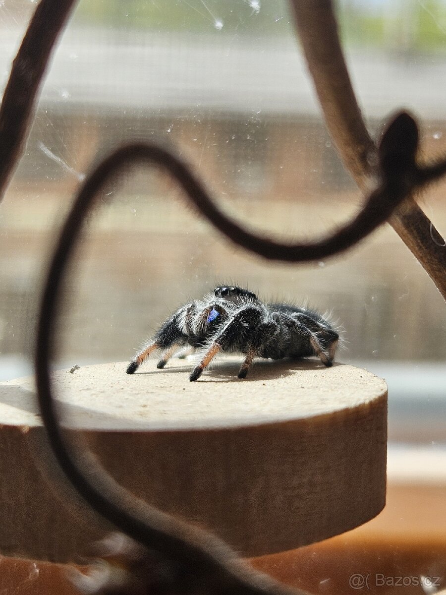 Dekorace do terárií - 5