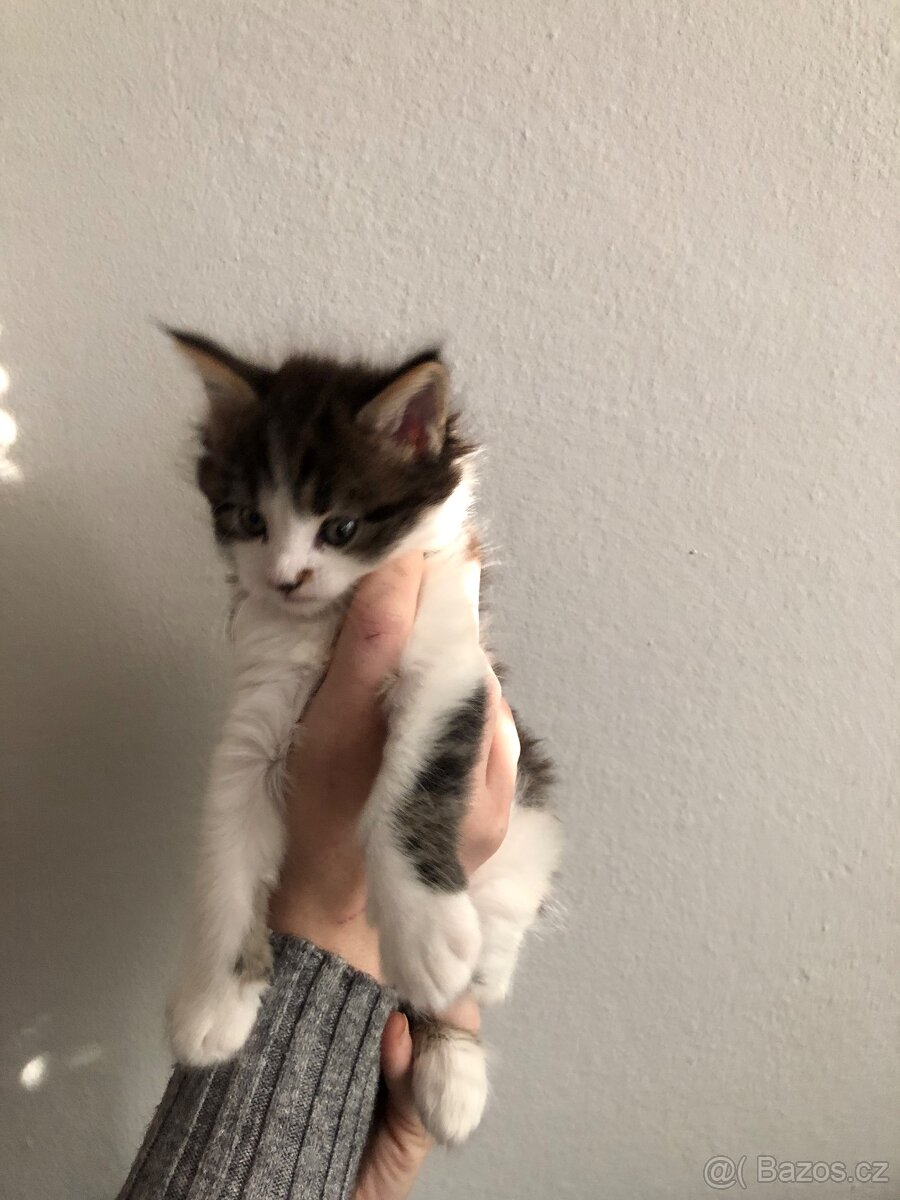 Koťata Mainská mývalí bez PP - 5