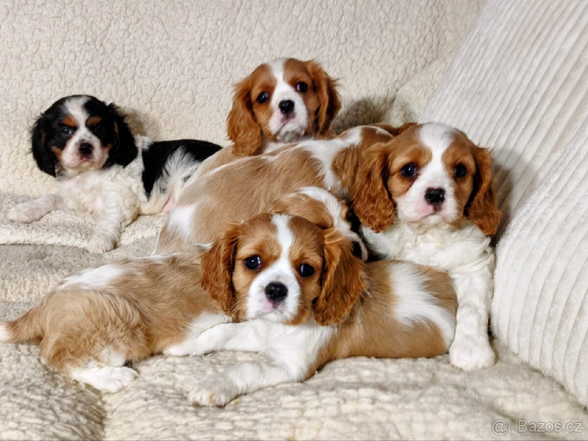 Kavalír king Charles španěl - 5