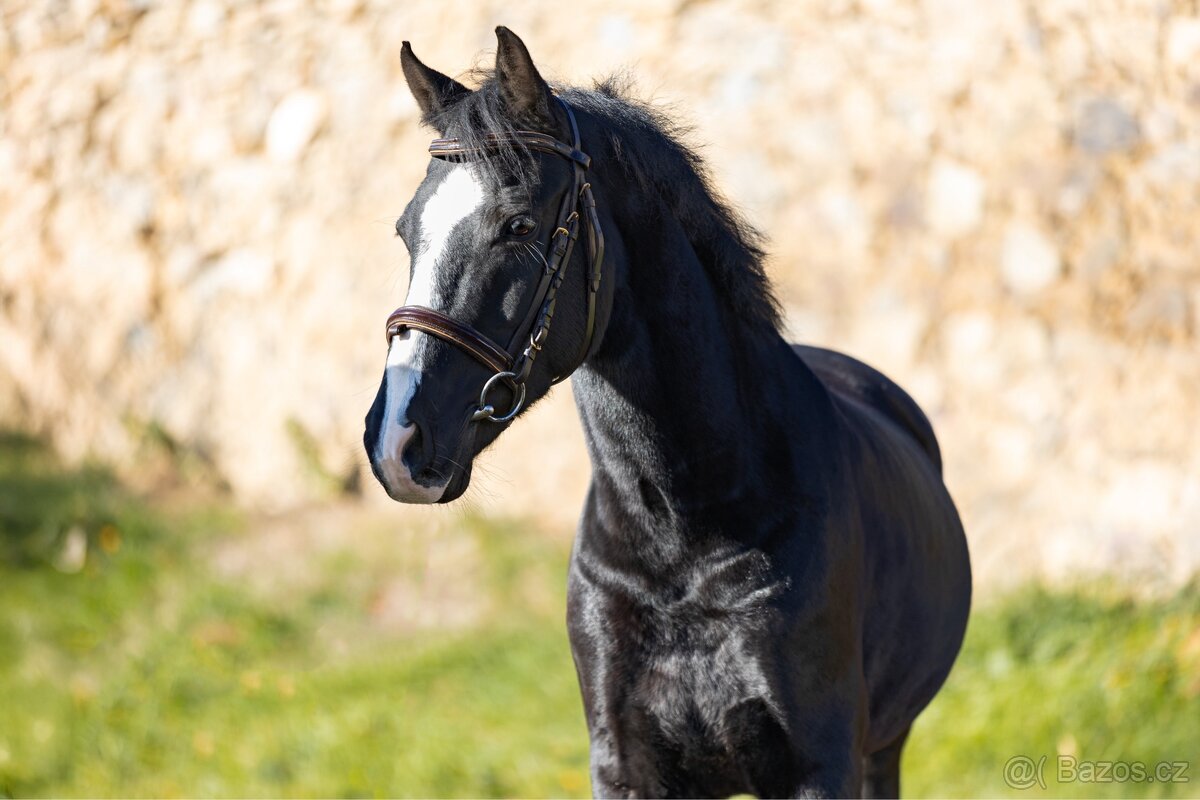 pony klisna do sportu - 5