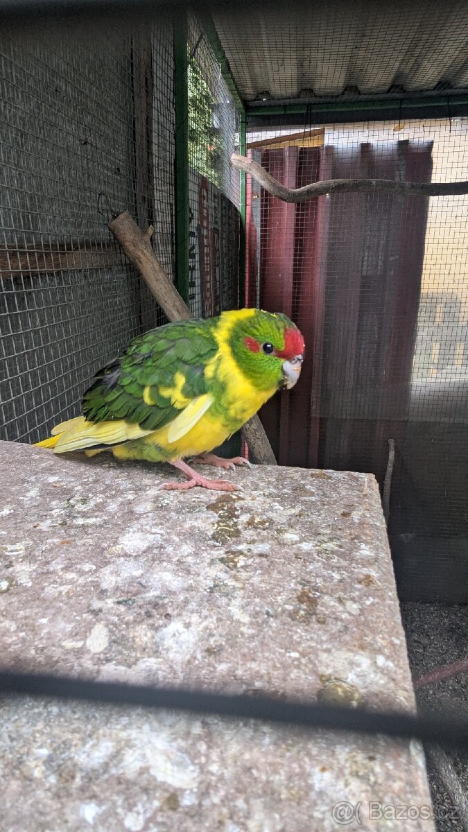 Kakariki rudočelé, - 5