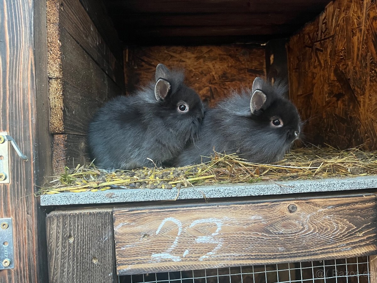 Zakrslý králíčci - 5