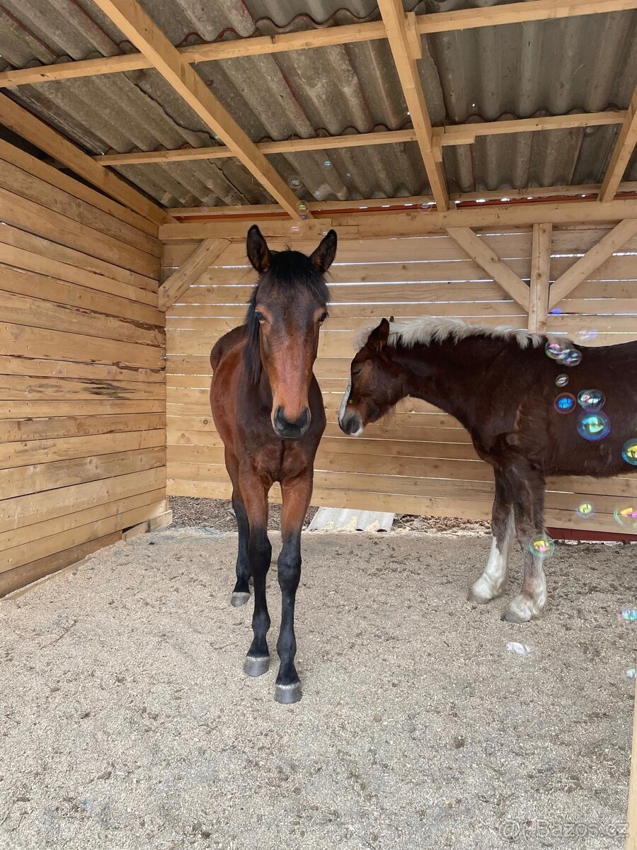 Ustájení pro hřebečky - 5