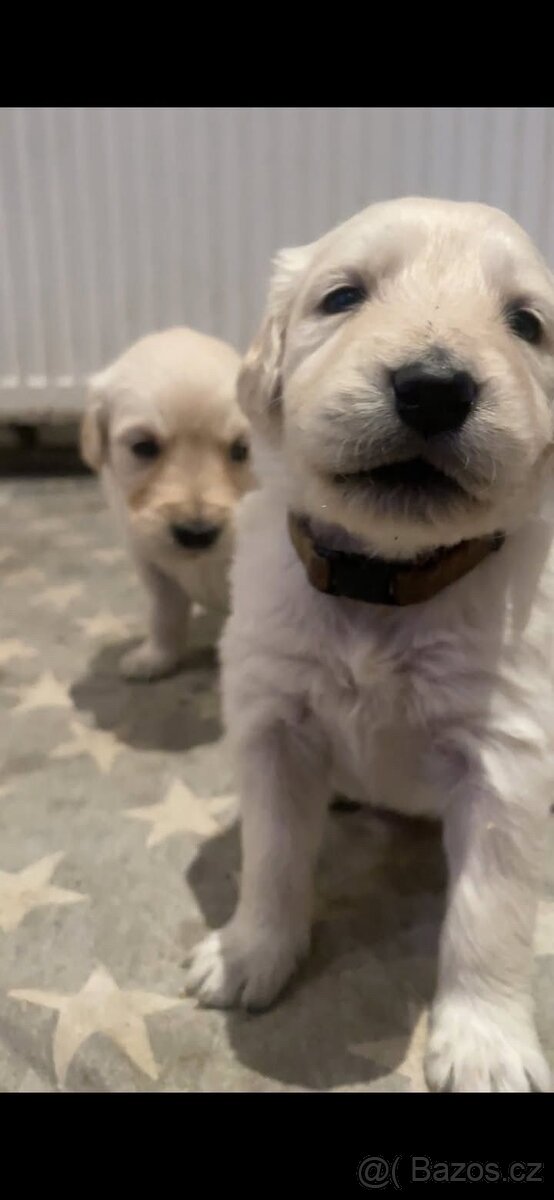 Zlatý retrívr štěňátka 🐶 - 5