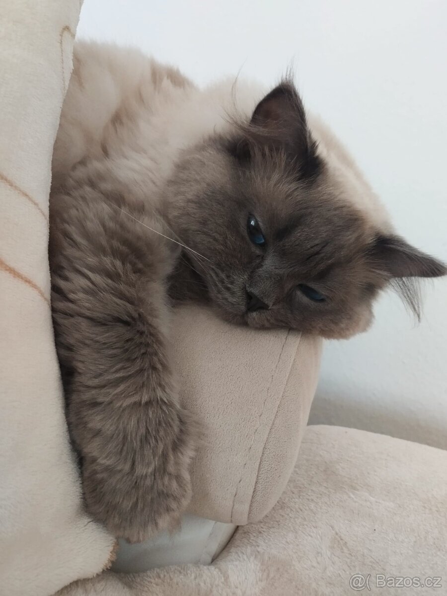 Nabízím kocoura Ragdoll ke krytí - 5