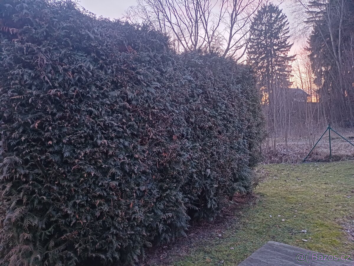 Prodám vzrostlé tůje na živý plot - 5