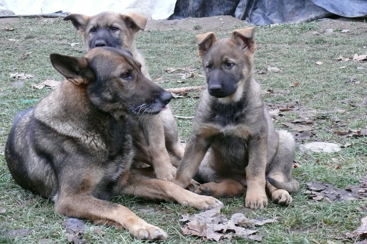 Štěňata německého ovčáka s PP - 5