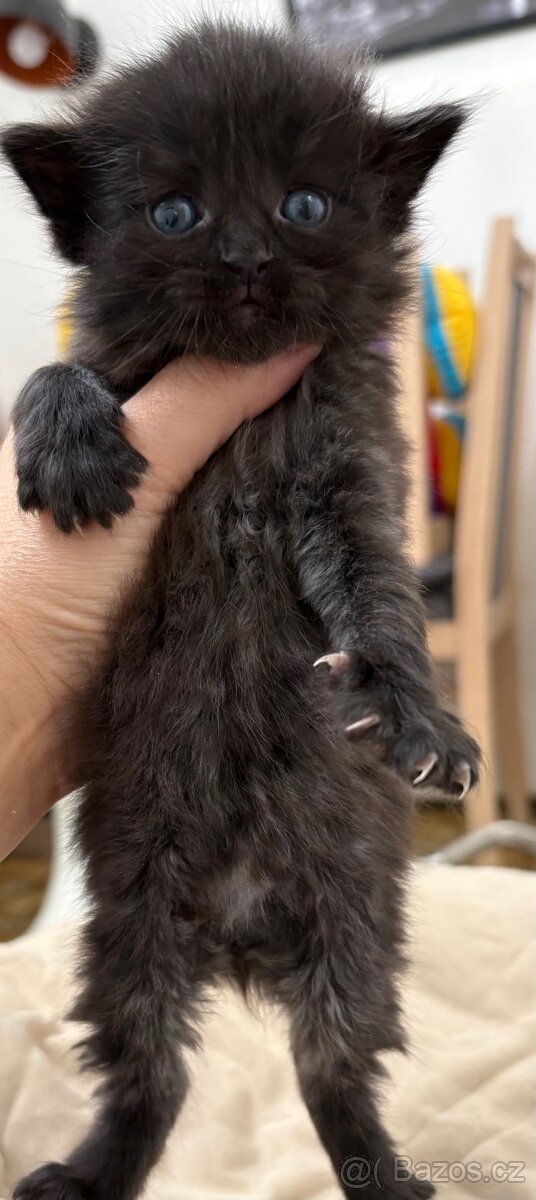 Bengálská/britská koťata - 5