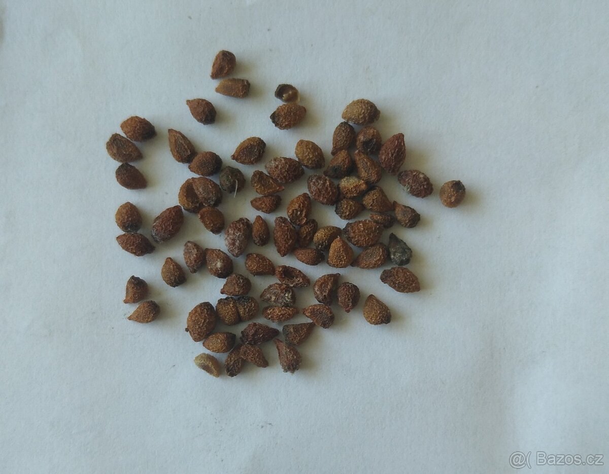 Kosatec různobarevný- Iris variegata 50 semen 50 Kč - 5