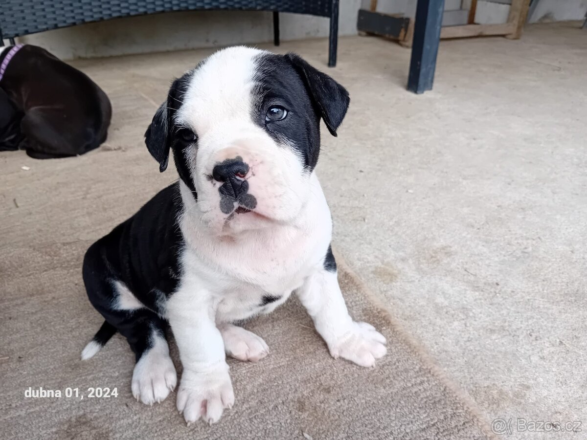 Americký stafordšírský teriér - 5