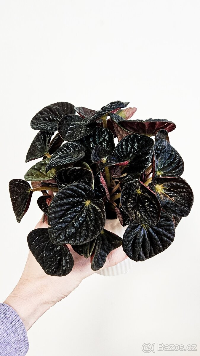 Peperomia Chocolat - 5