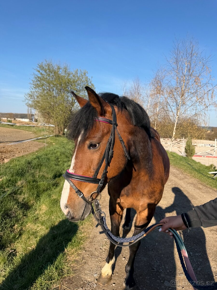 pony klisna - 5