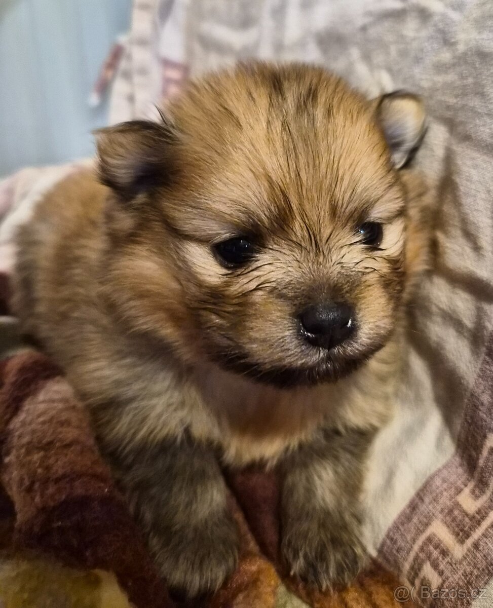 Pomeranian - 5