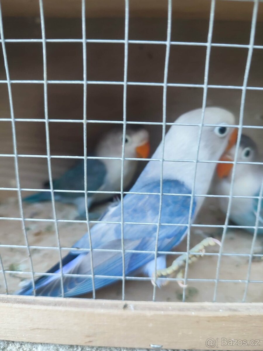 Agapornis - 5