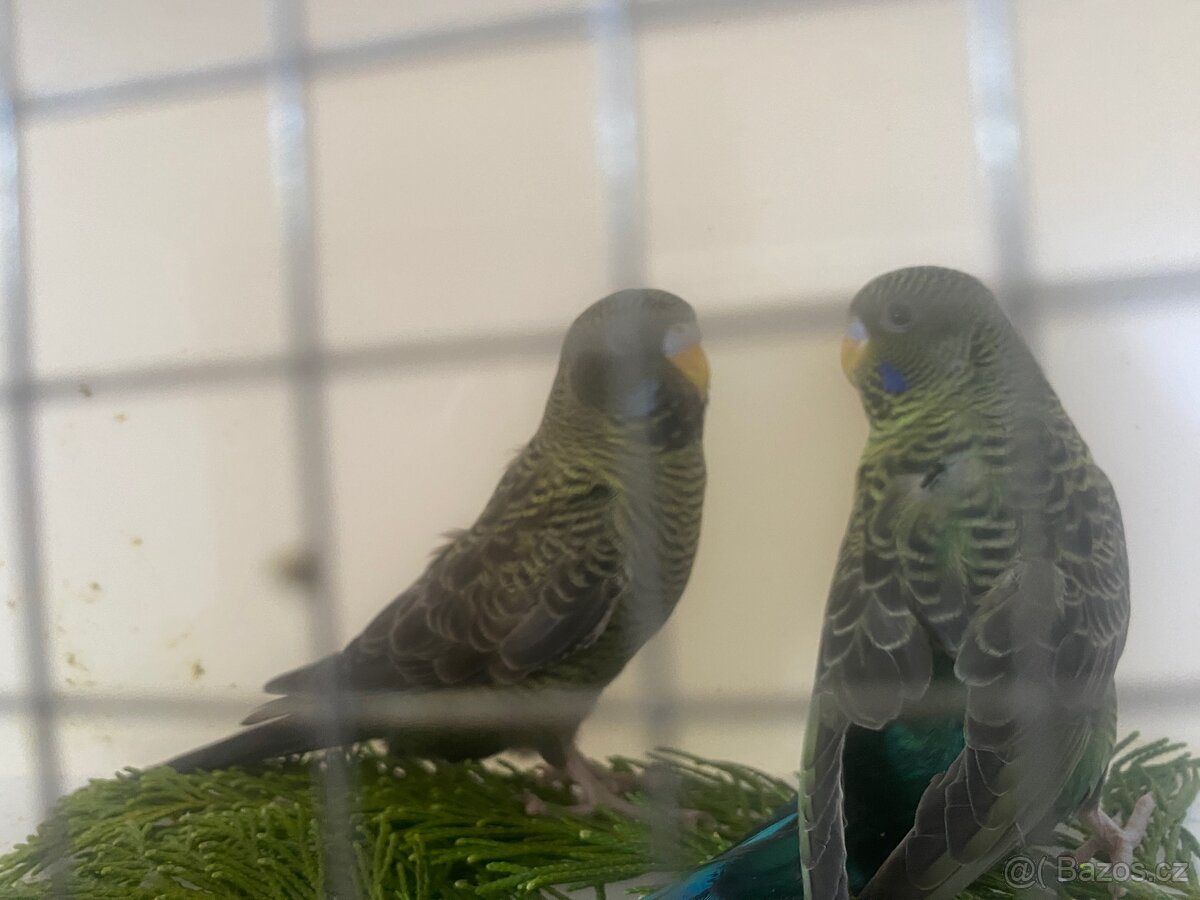 Prodám Andulky BF/BW - štěpáky BW naBF - 5