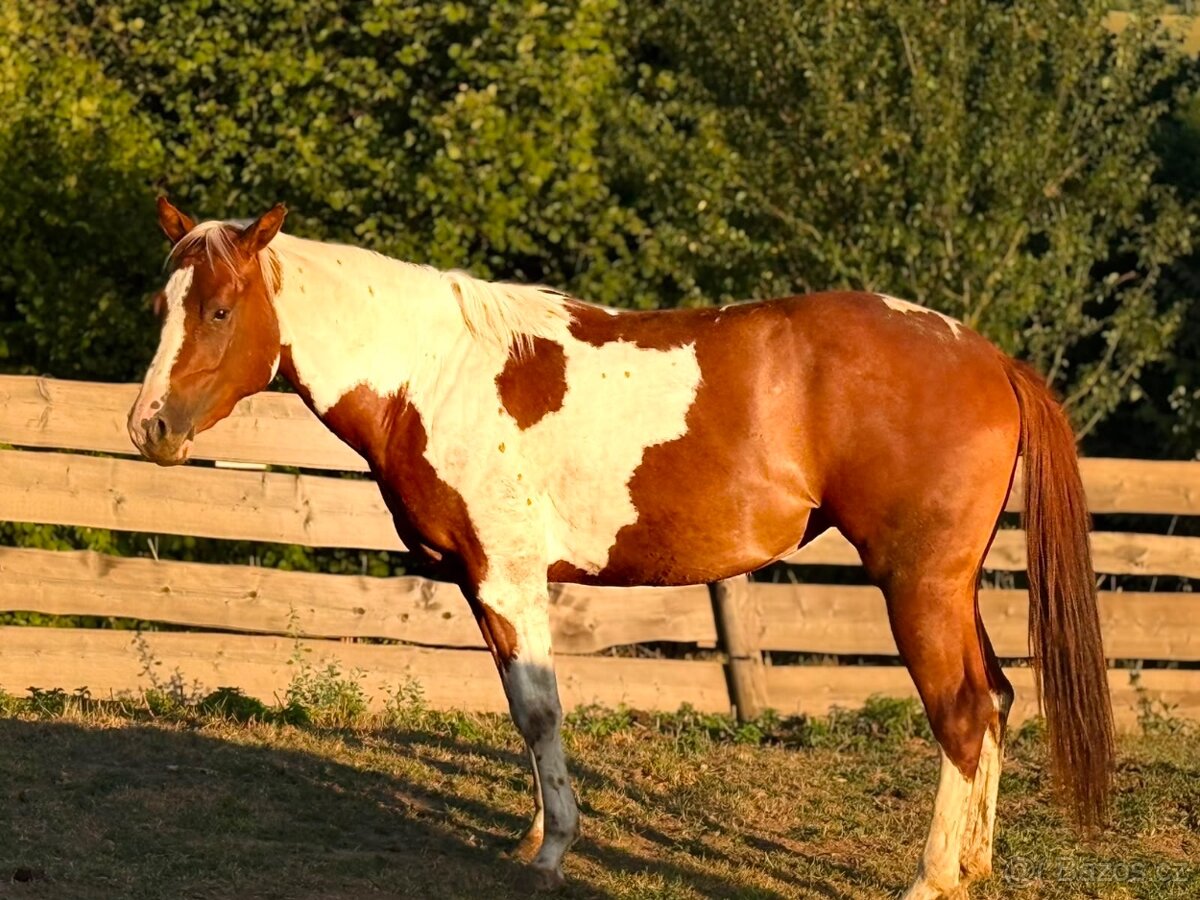 Klisna APH - 5