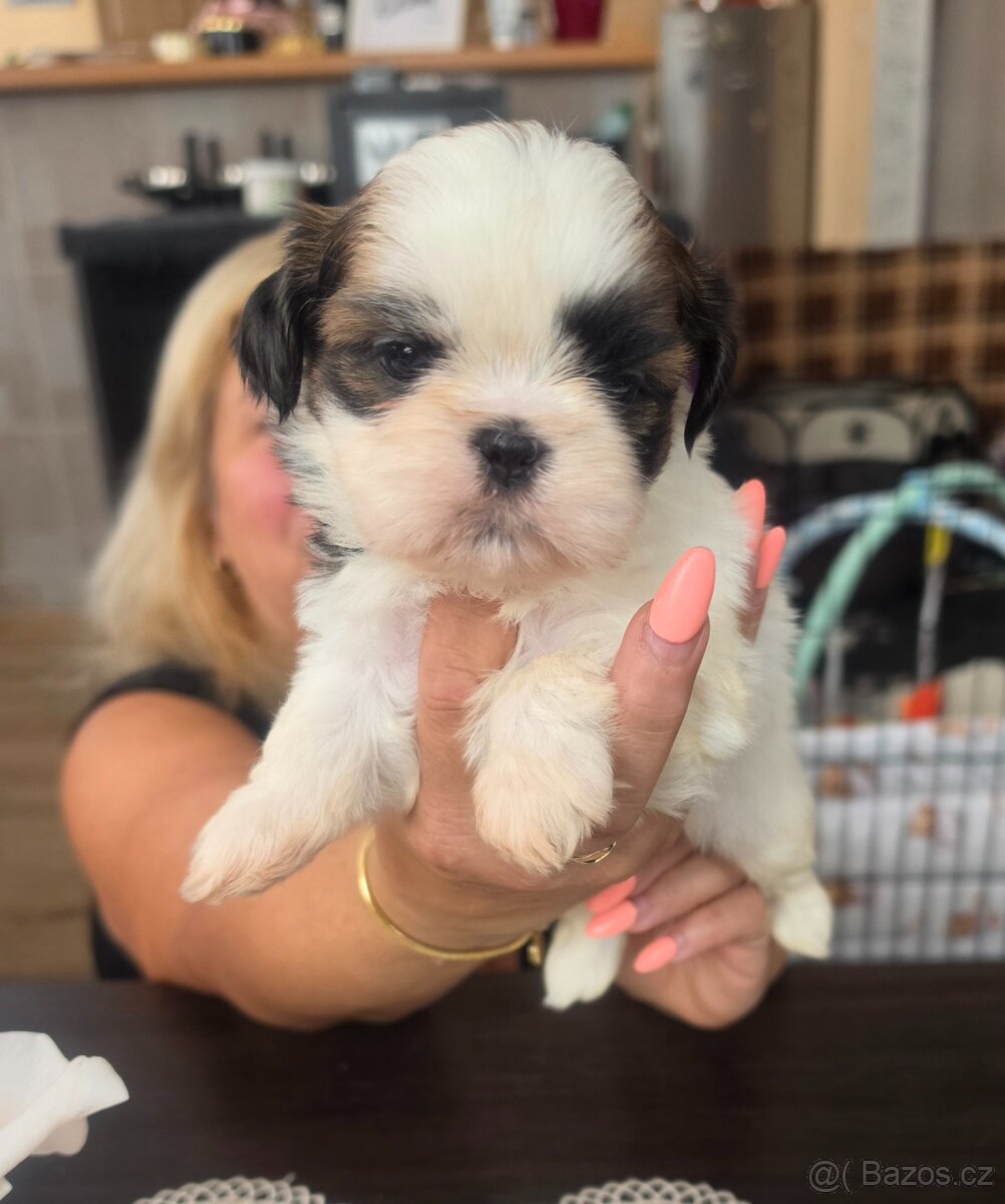 Shih-tzu, shih tzu - 5