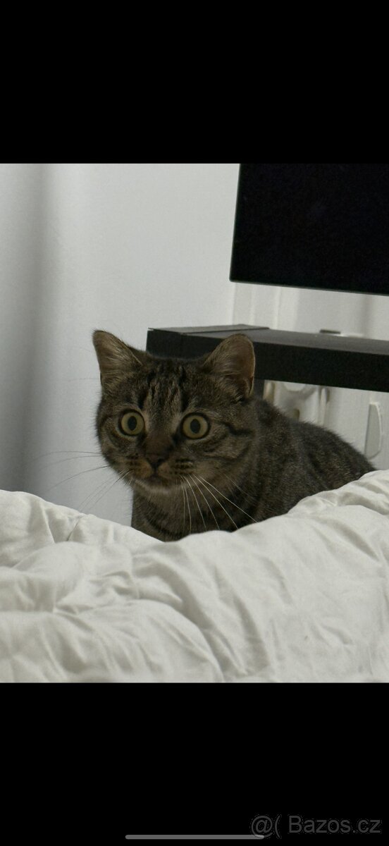 Daruji 2 roky starou kočičku, kastrovaná. + vybavení. - 5