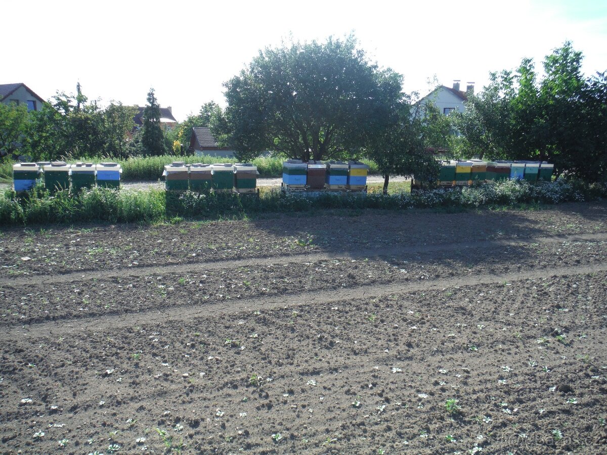 Prodej včelstev i železných stojanů - 5